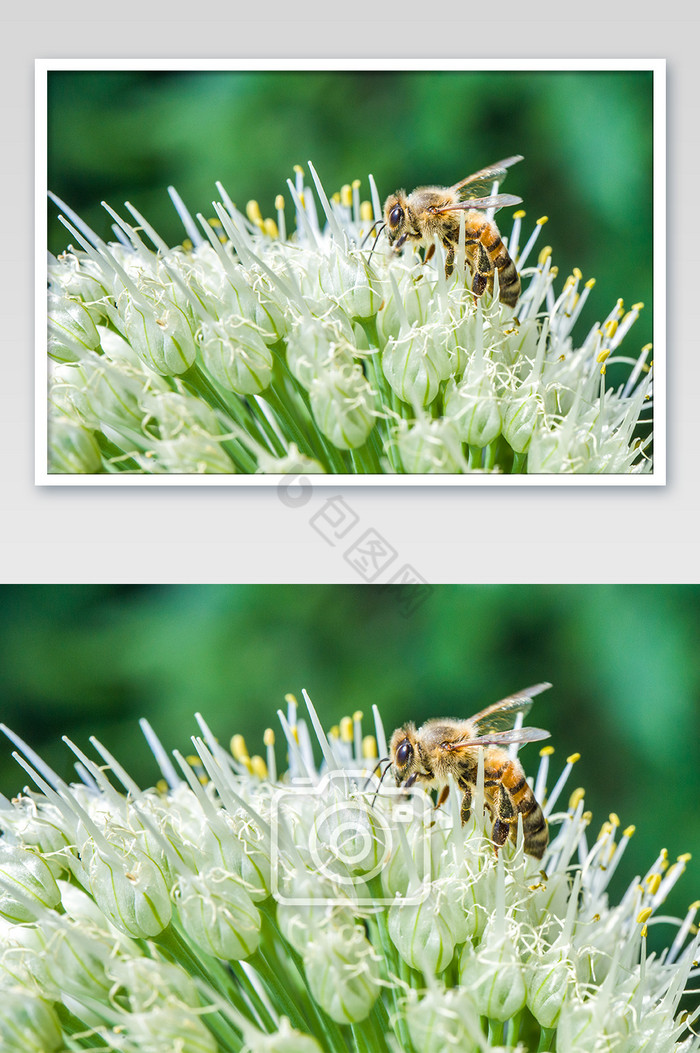 特写蜜蜂采蜜夏天植物微距图片