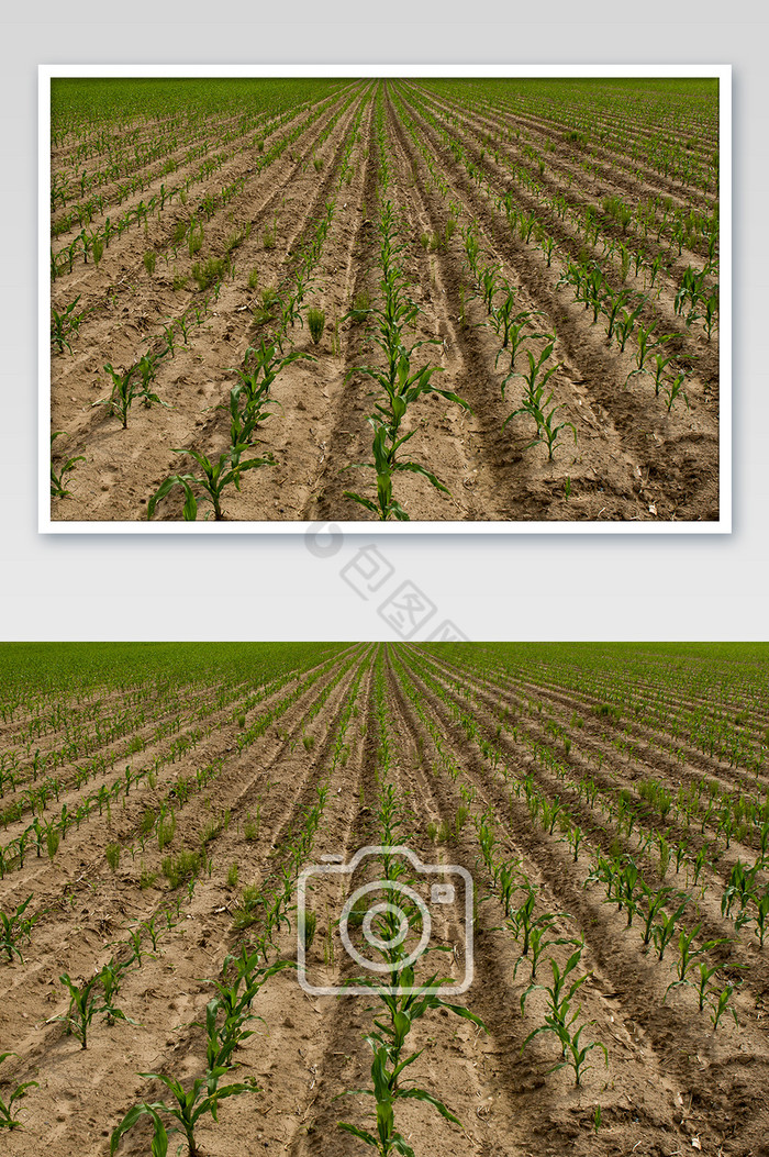 玉米苞米庄稼幼苗图片图片