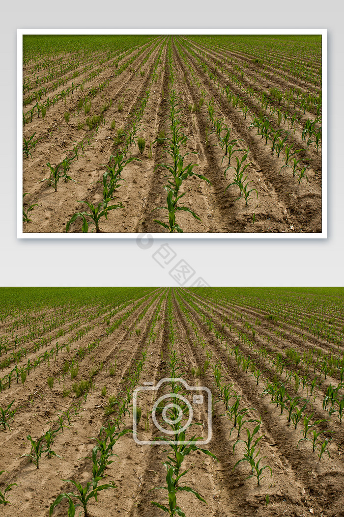 玉米苞米庄稼幼苗图片