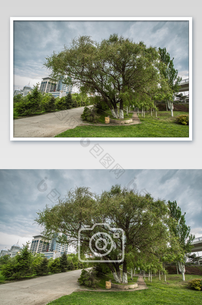 城市参天大树摄影图片图片