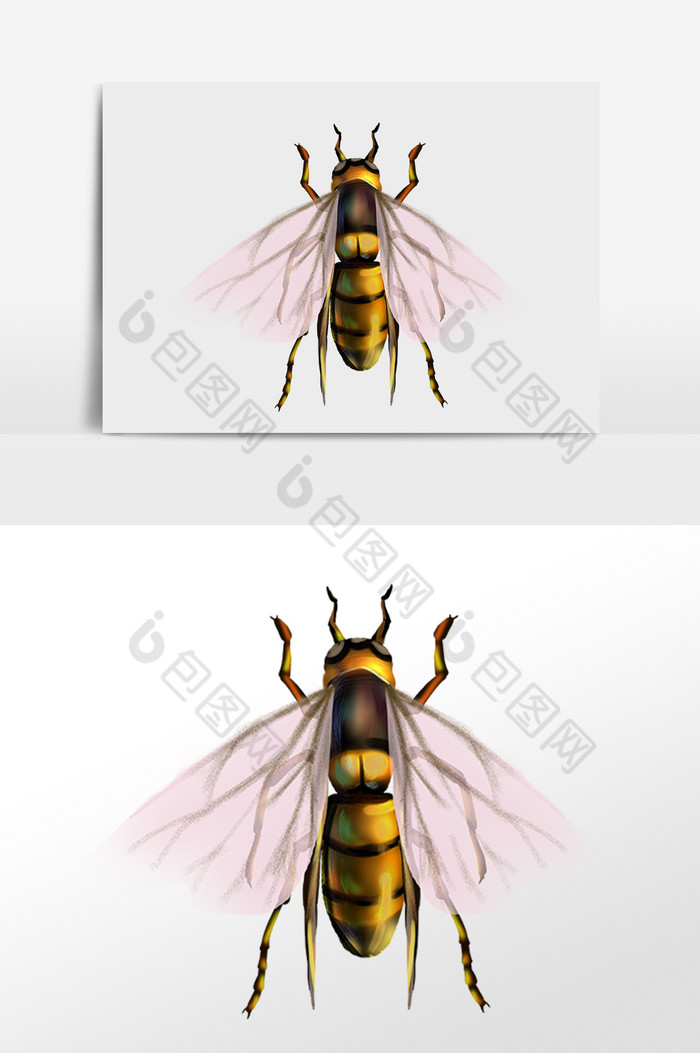昆虫动物大黄蜂插画图片图片