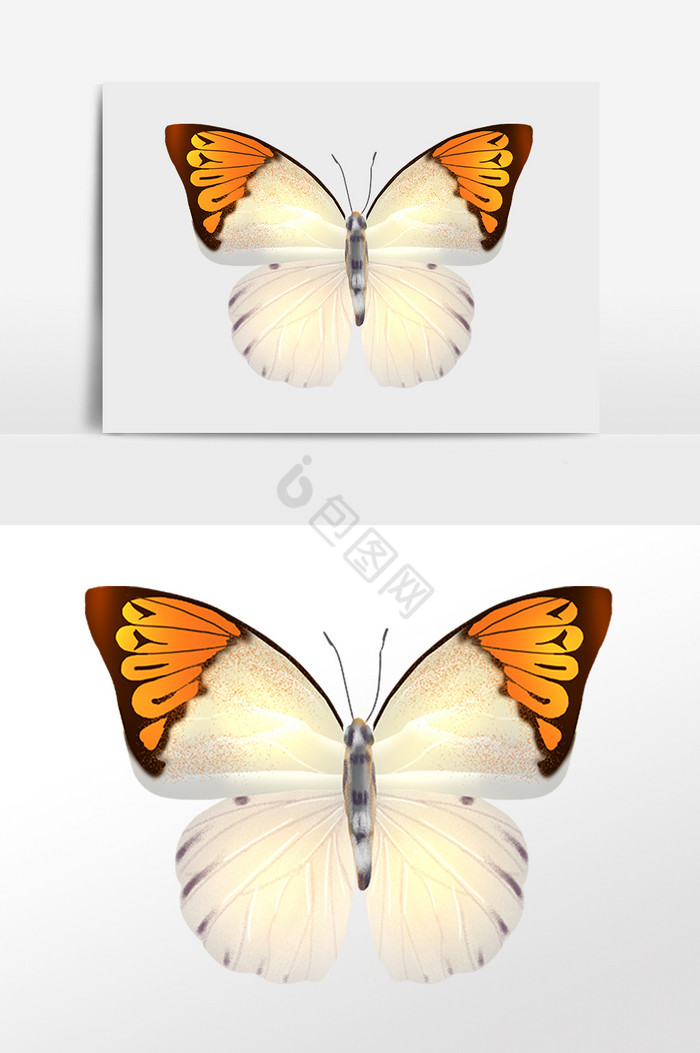 昆虫动物蝴蝶插画图片