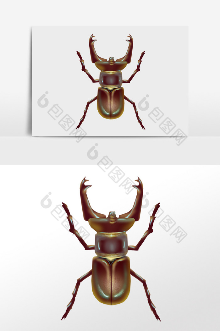 昆虫甲虫臭虫动物插画图片图片