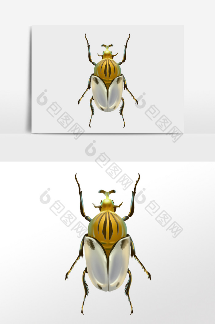 昆虫甲虫臭虫插画图片图片