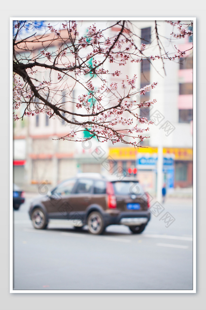桃花街景摄影图片图片