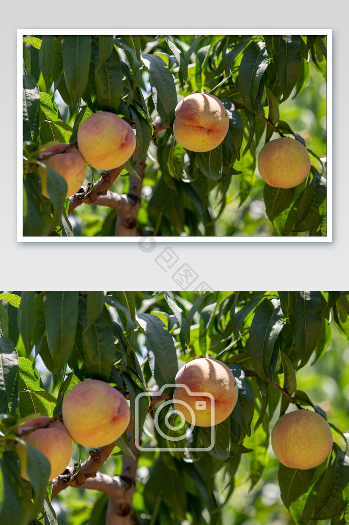 大红桃子摄影图片