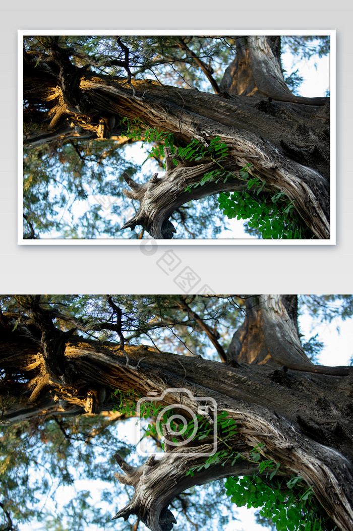 千年槐树摄影图片