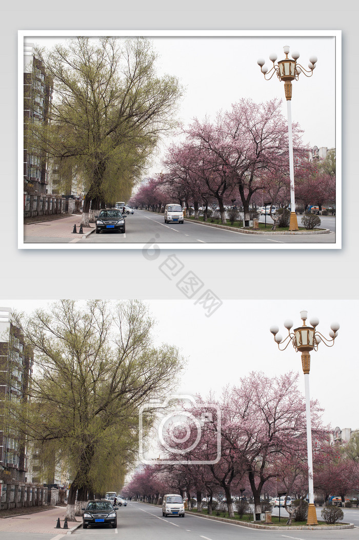 桃花绿树街景摄影图片