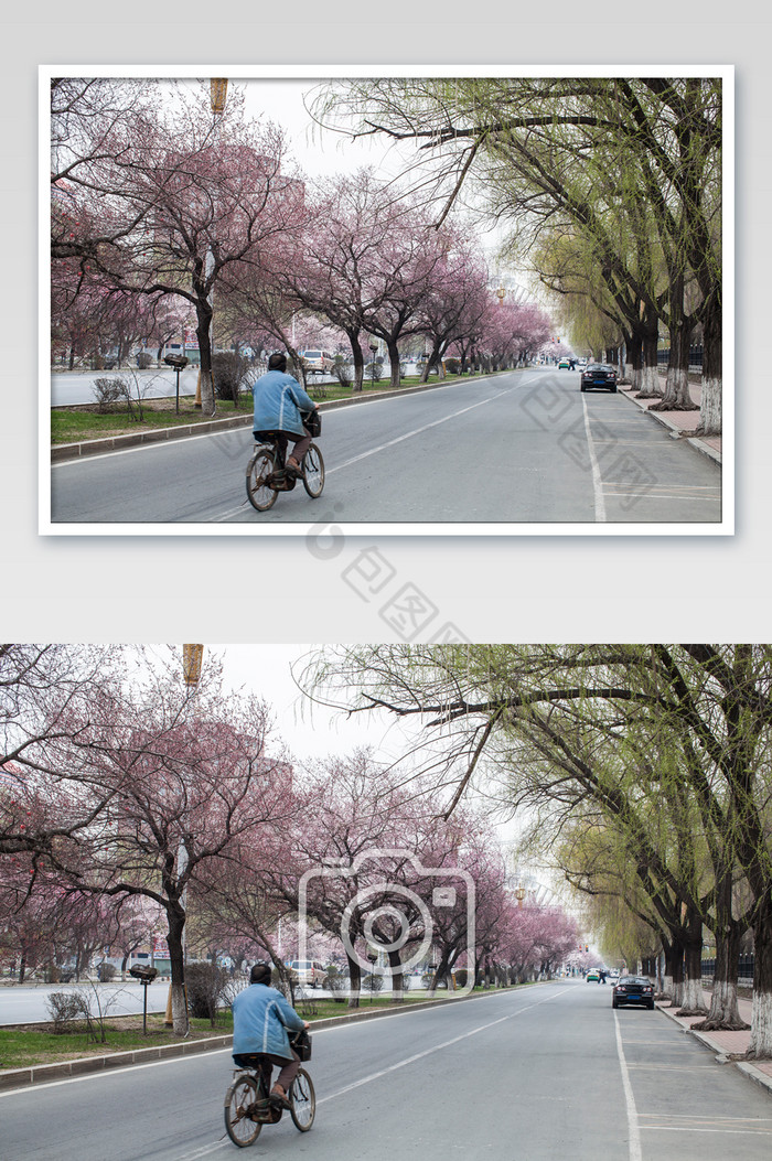 桃花自行车街景背影摄影图片图片