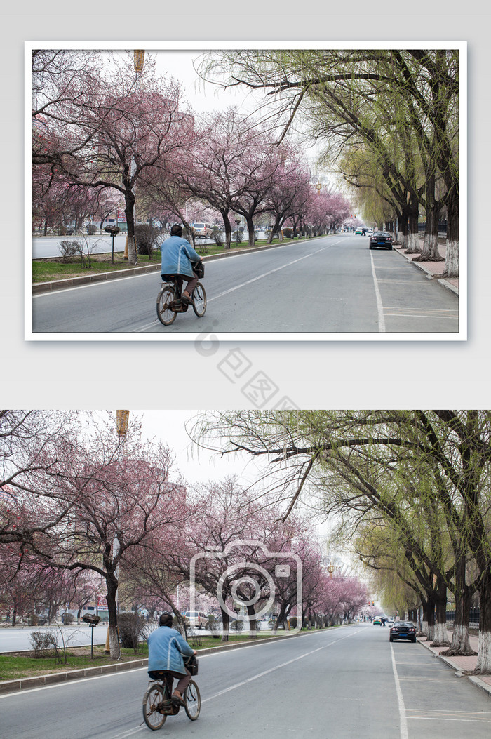 桃花自行车街景背影摄影图片