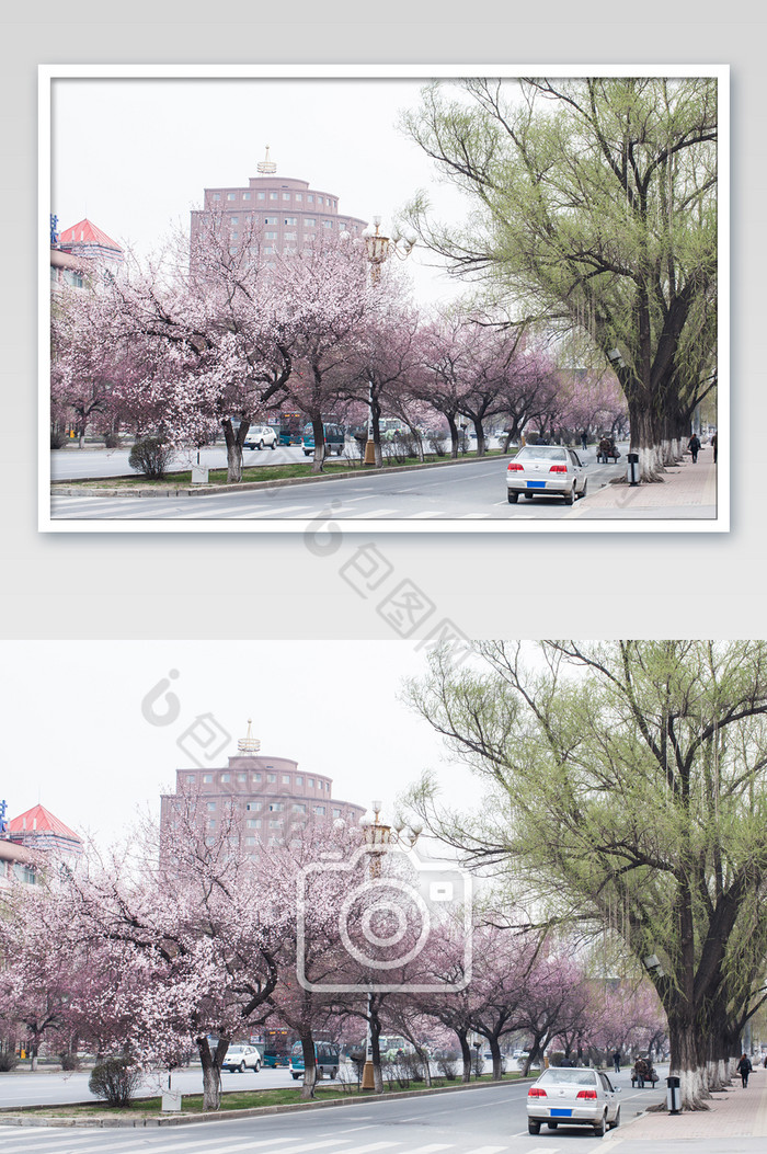 春暖花开桃花街景摄影图片图片