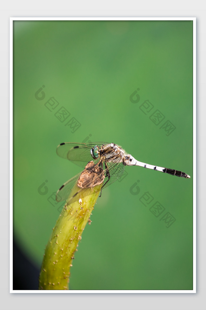 荷塘蜻蜓摄影图片