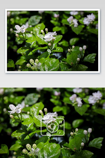 茉莉花花茶图片-茉莉花花茶素材免费下载-包图网