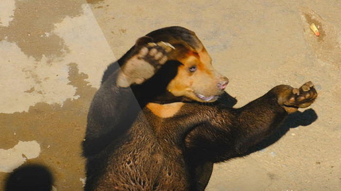 动物园动物马来熊黑熊河马梅花鹿表演喂动物