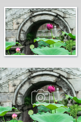 中国元素荷花荷叶粉色石桥梁摄影图