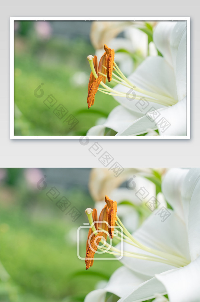 百合花白色纯净花卉花蕊夏日高清摄影图