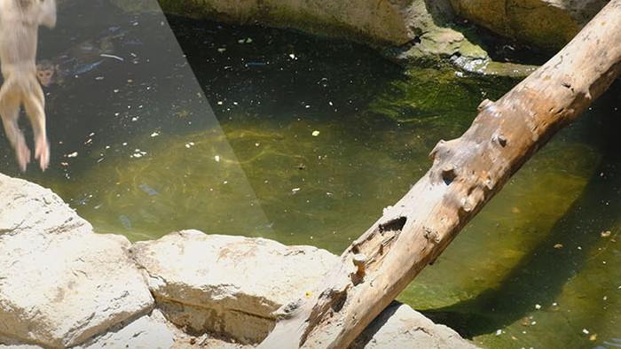 金丝猴猴子动物世界野外动物园猴子打闹