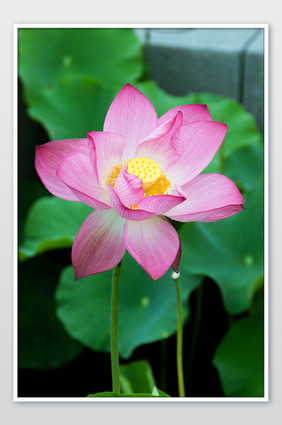 夏天荷塘浪漫粉色荷花片