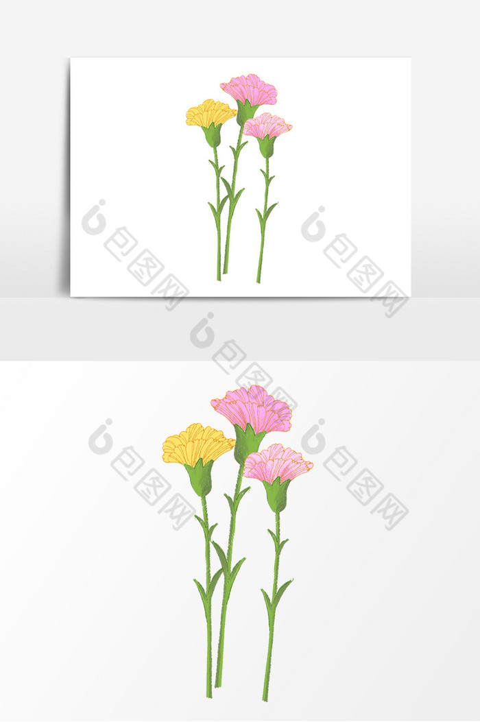 康乃馨花朵图片图片