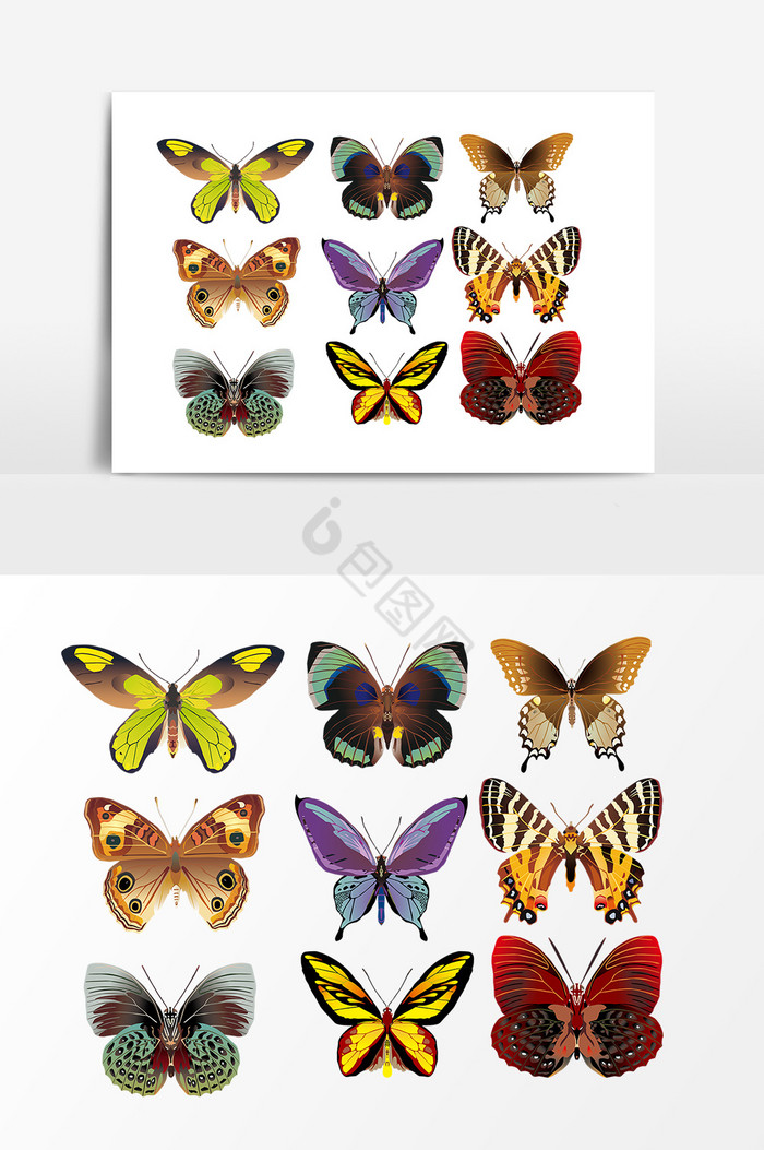 彩色蝴蝶昆虫标本图片
