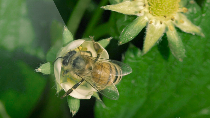 实拍农业蜜蜂采蜜画面