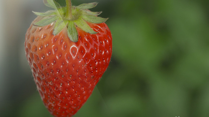 实拍视频农业草莓视频