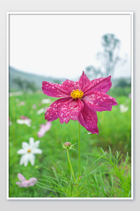 夏日雨季花园粉红色秋英水珠清新