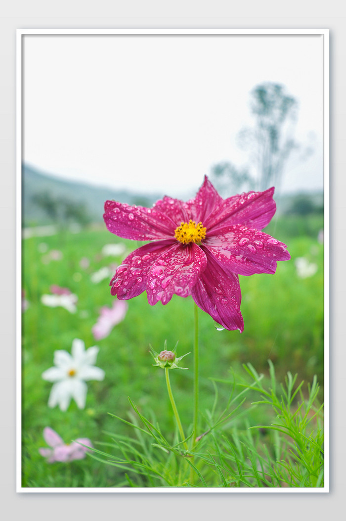 夏日雨季花园粉红色秋英水珠清新图片