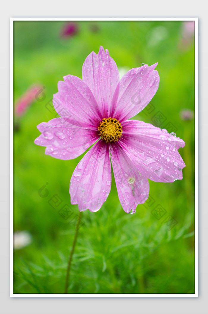 夏日雨季鲜花粉红色秋英水珠清新