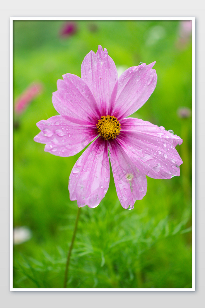 夏日雨季鲜花粉红色秋英水珠清新图片