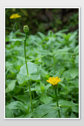 夏日雨季花园黄色百日菊休闲清新