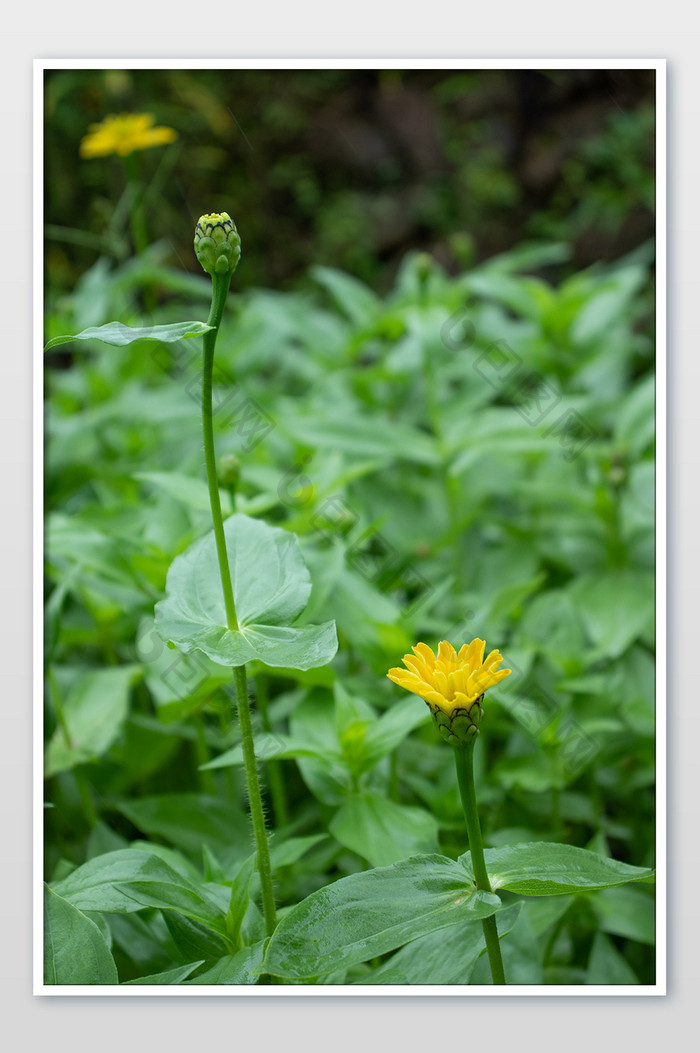 夏日雨季花园黄色百日菊休闲清新