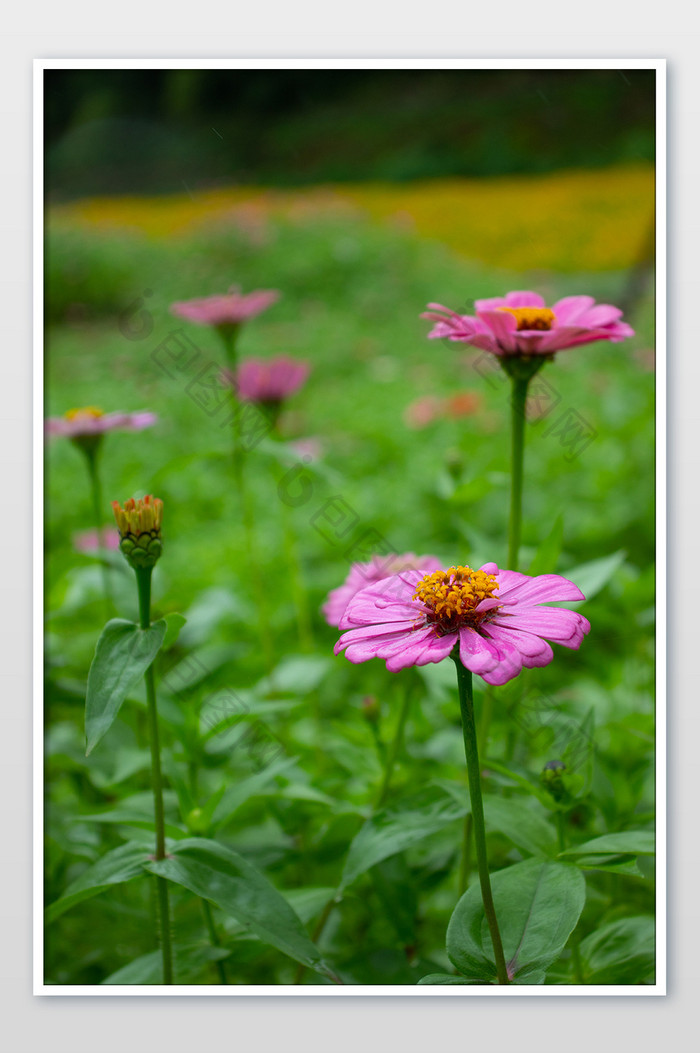 夏日雨季花园粉红百日菊休闲清新