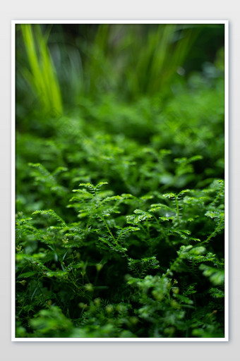 绿色植物手机桌面清爽夏日夏至摄影图图片