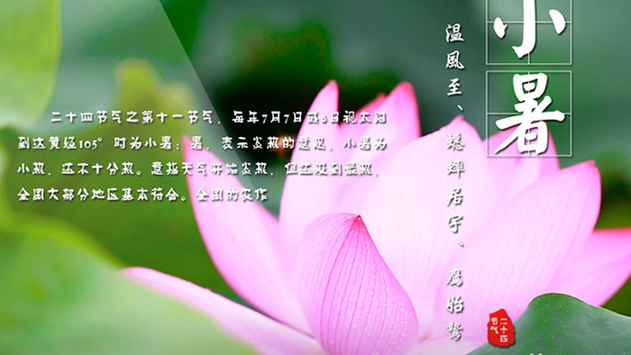 中国传统节日二十四节气日历小暑视频模板