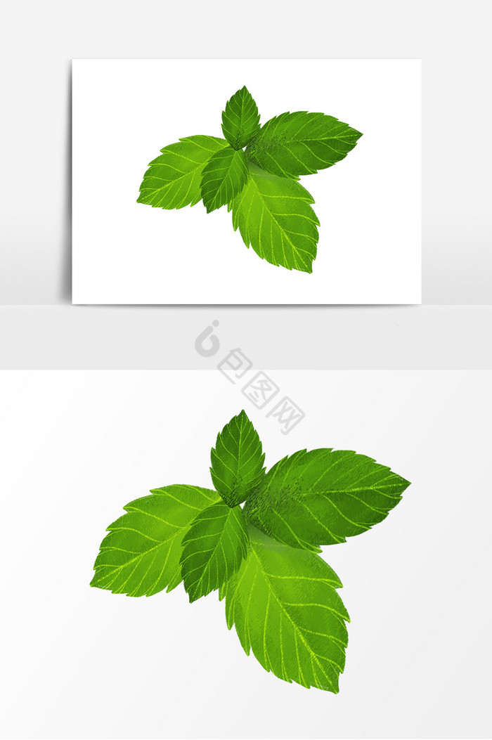 薄荷植物叶子图片