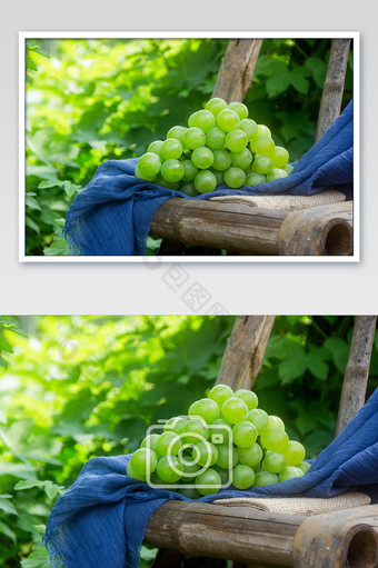 夏季水果新鲜葡萄摄影图图片