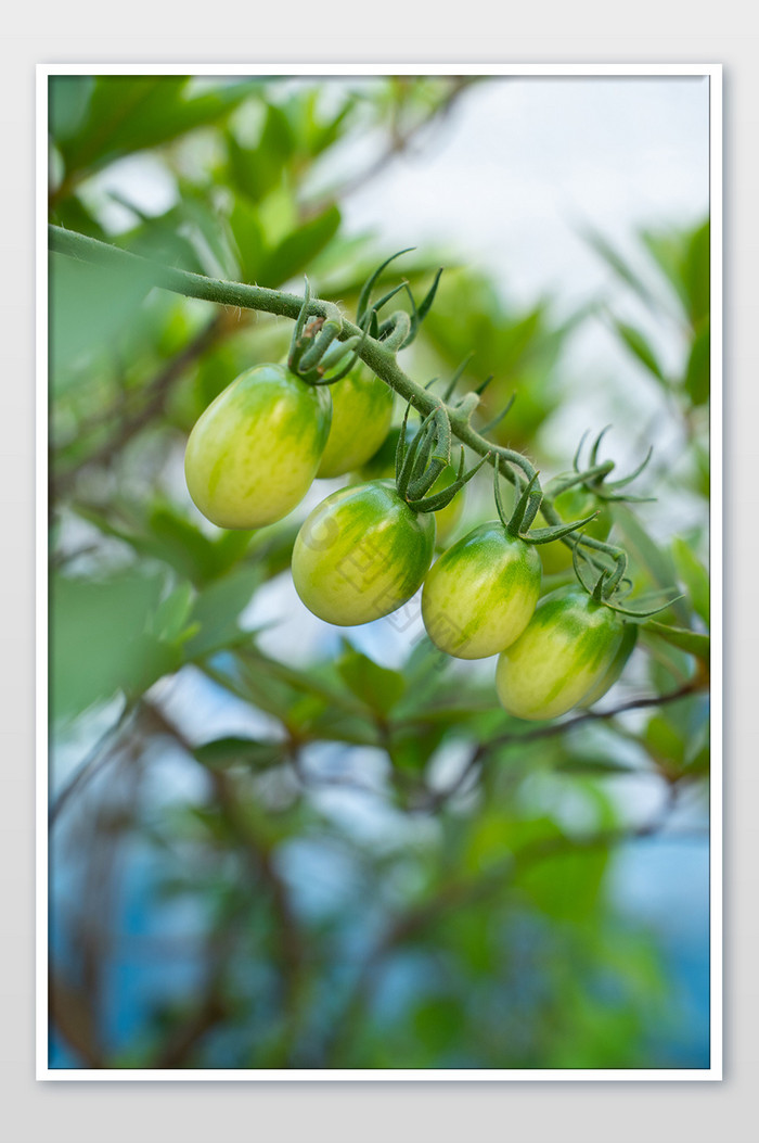 绿色番茄农作物青番茄夏天清爽摄影图图片