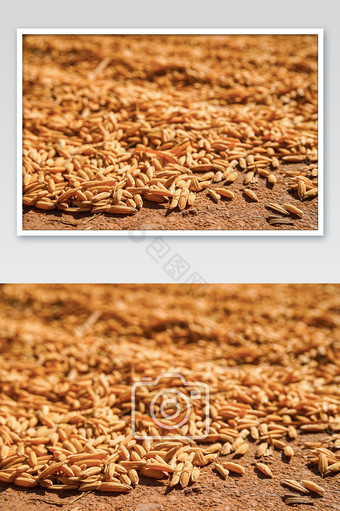 金色谷物丰收稻谷小麦摄影图片