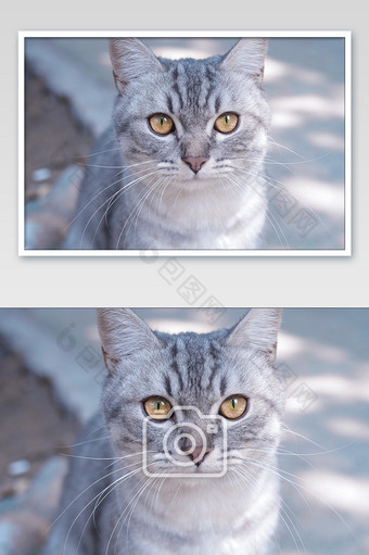 可爱喵咪萌宠宠物猫眼摄影图片
