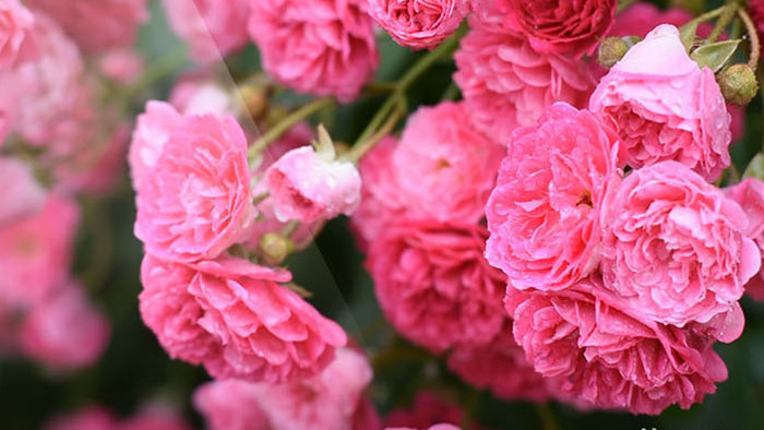 清新的粉色蔷薇花高清视频