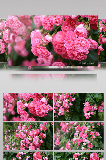 清新的粉色蔷薇花高清视频图片