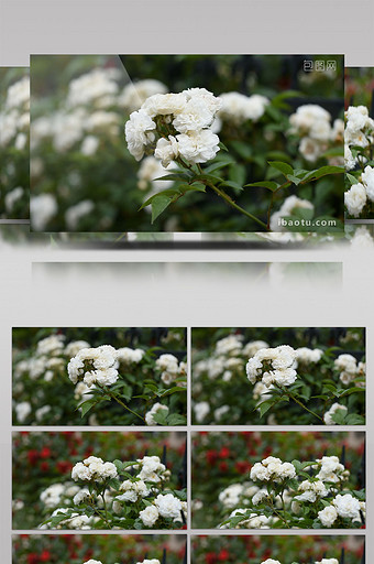 白色蔷薇花高清视频图片