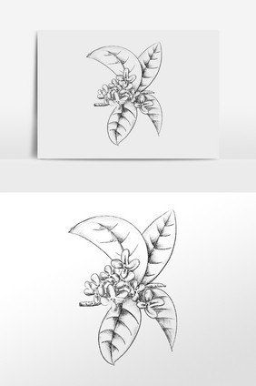 手绘线描植物桂花花枝插画