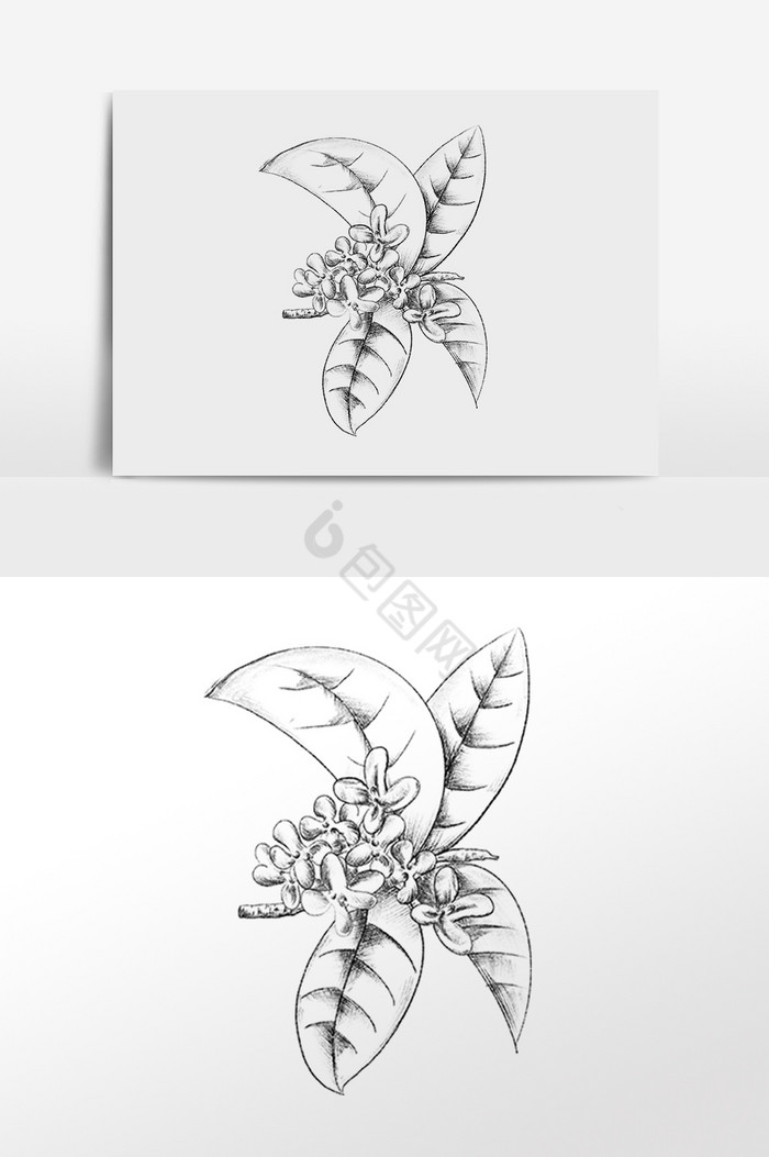 线描植物桂花花枝插画