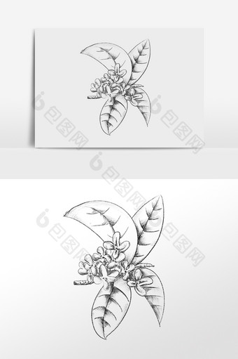 手绘线描植物桂花花枝插画图片