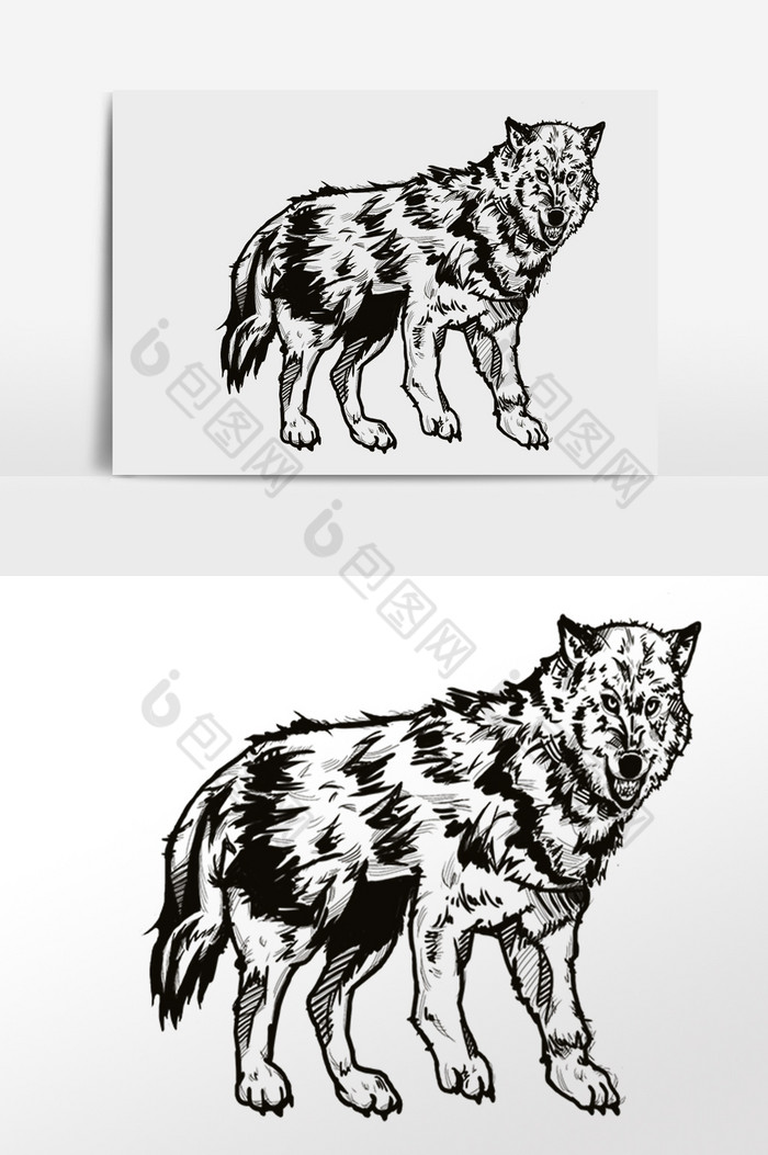 线描绘画野生动物狼插画图片图片