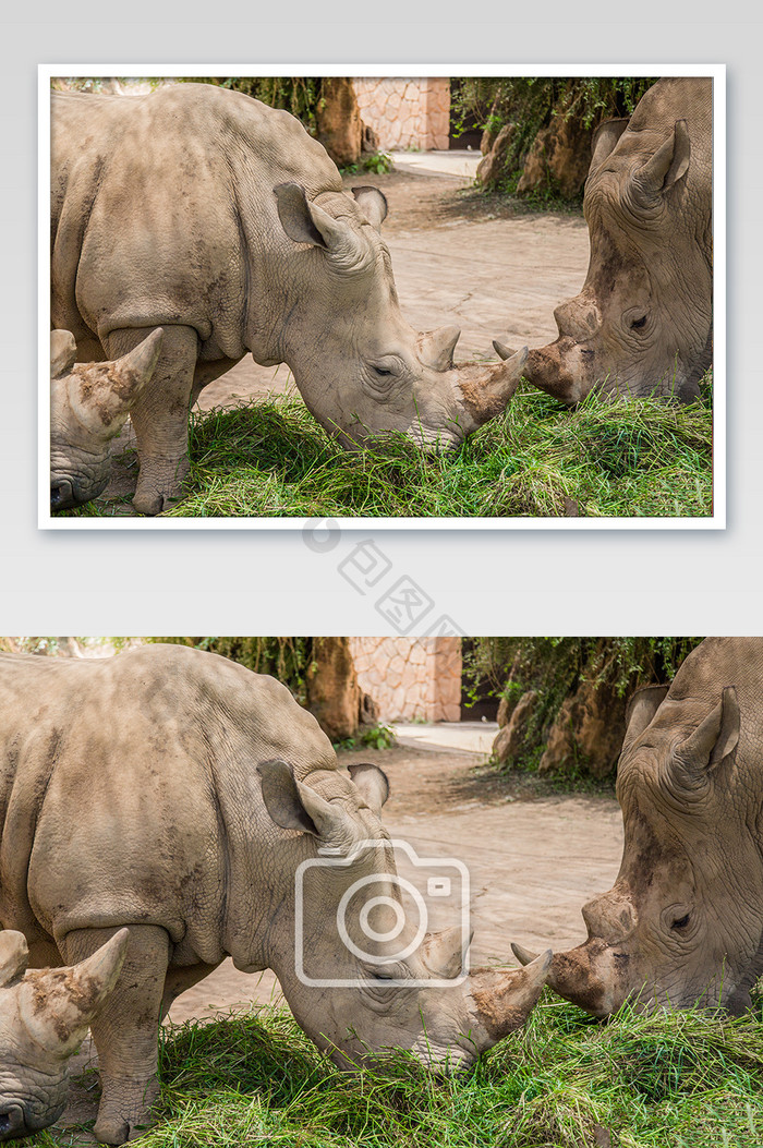 清新野生美洲犀牛摄影图