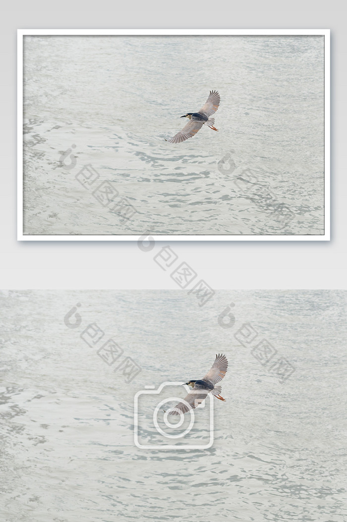 水面上飞行准备抓鱼的海鸟风光摄影图片图片