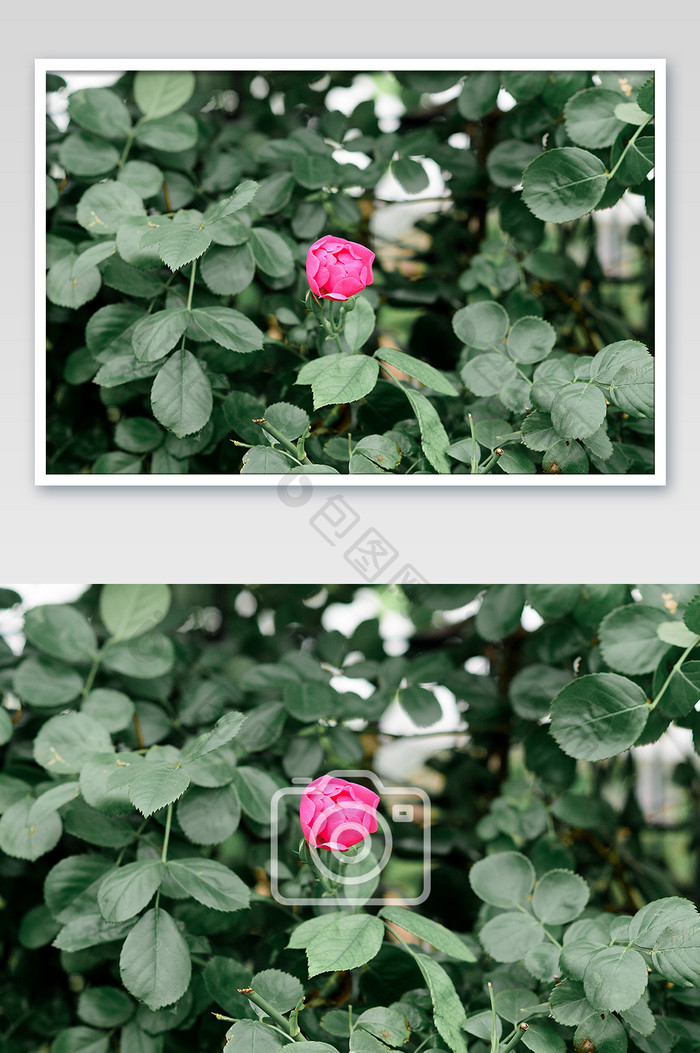 绿叶环绕的一朵小红玫瑰花风光摄影图片